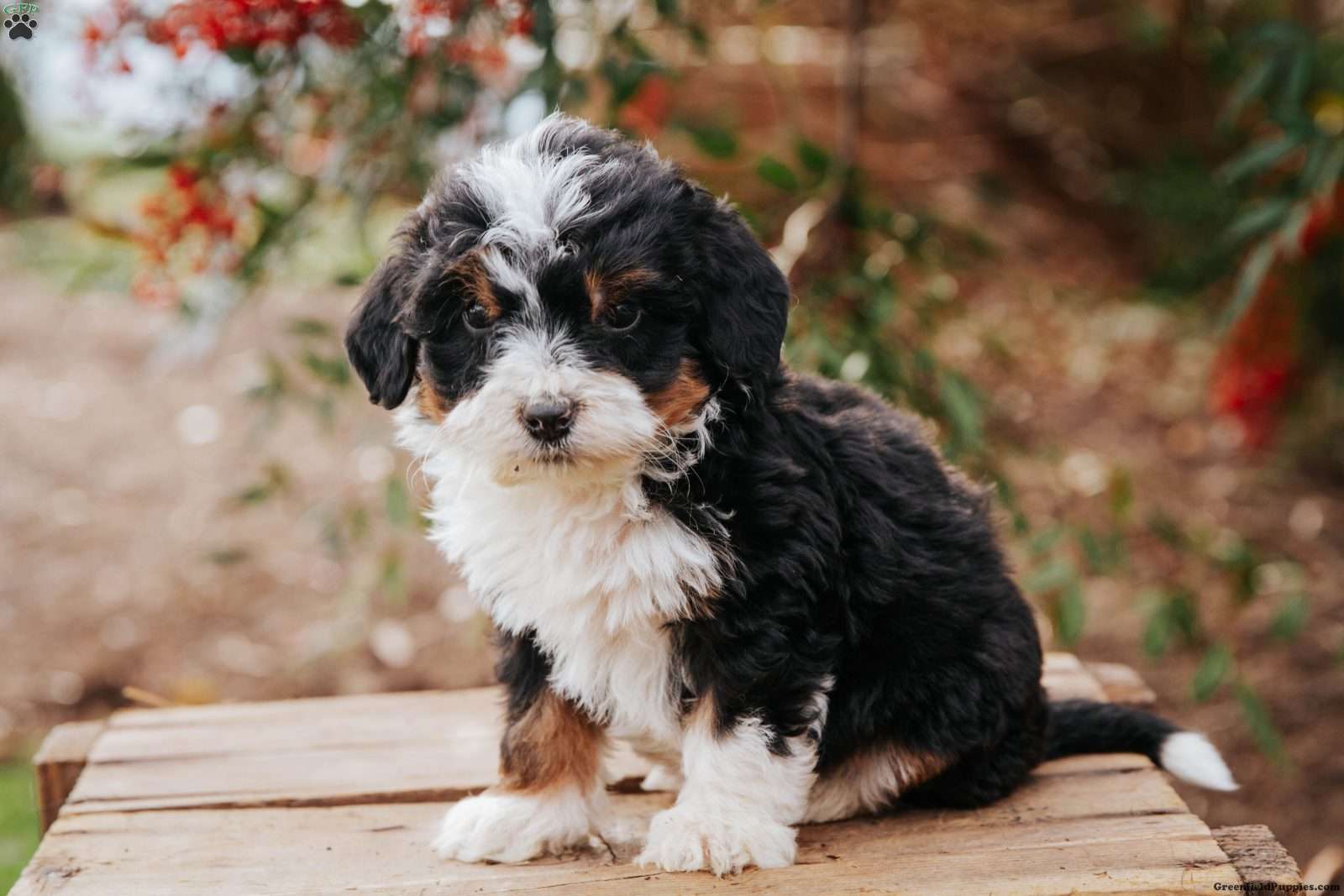 Greenfield cheap puppies bernedoodle